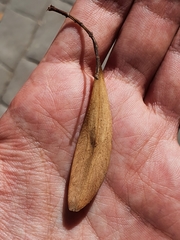 Fraxinus angustifolia
