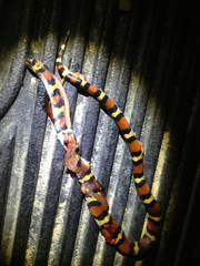 Lampropeltis annulata