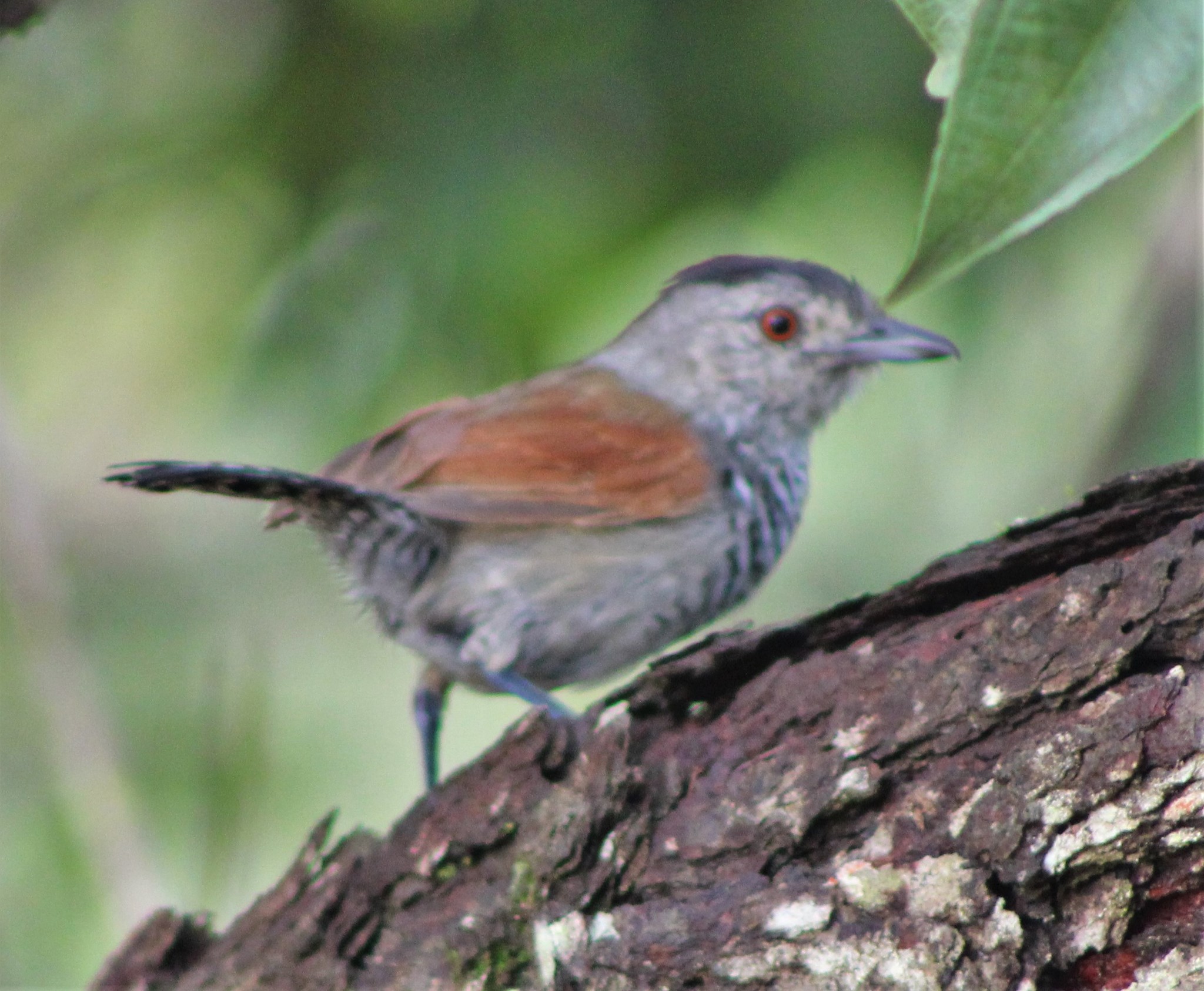 Rufous-winged Antshrike (Thamnophilus torquatus)