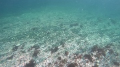Phycodrys