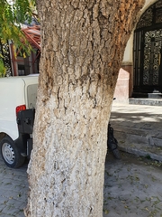 Fraxinus angustifolia