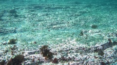 Phycodrys
