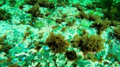 Phycodrys