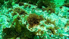 Phycodrys