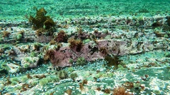 Phycodrys
