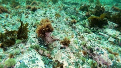 Phycodrys