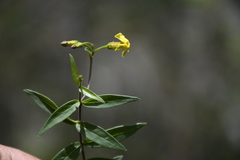 Prestonia quinquangularis