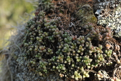 Sedum furfuraceum