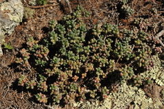 Sedum furfuraceum