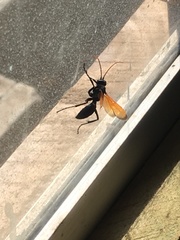 Entypus unifasciatus dumosus