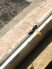 Entypus unifasciatus dumosus