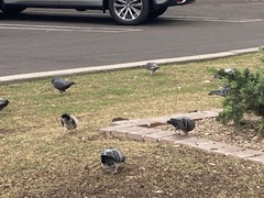 Columba livia