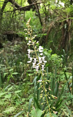 Plectranthus grallatus