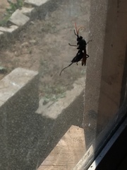 Entypus unifasciatus dumosus