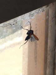 Entypus unifasciatus dumosus