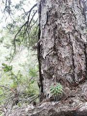 Mammillaria compressa