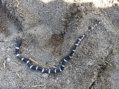 Rhinocheilus antonii