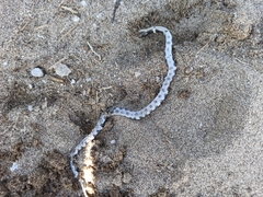 Rhinocheilus antonii