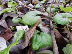 Glechoma hederacea