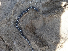 Rhinocheilus antonii