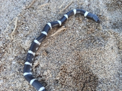 Rhinocheilus antonii