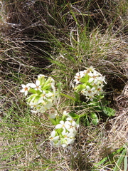 Sebaea spathulata