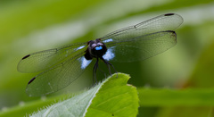 Erythrodiplax kimminsi