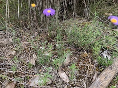 Olearia ciliata