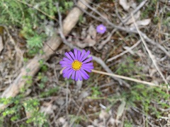 Olearia ciliata
