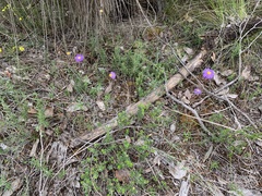 Olearia ciliata