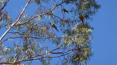 Polytelis anthopeplus monarchoides