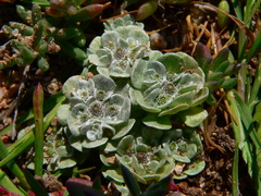 Filago tyrrhenica