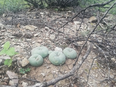 Lophophora diffusa
