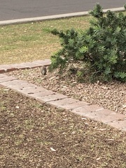 Passer domesticus