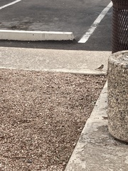 Passer domesticus