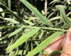 Neophyllaphis varicolor