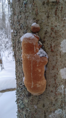 Phellinus alni nuotrauka