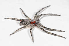 Philodromus placidus