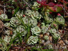 Filago tyrrhenica