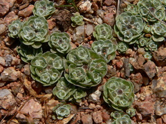 Filago tyrrhenica