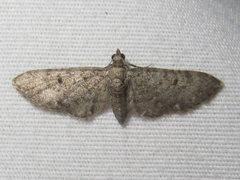 Eupithecia jejunata