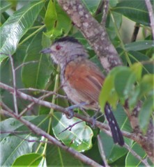 Thamnophilus torquatus