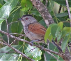 Thamnophilus torquatus