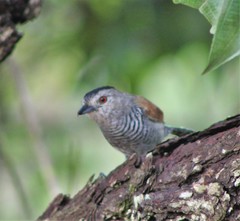 Thamnophilus torquatus