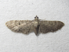 Eupithecia jejunata