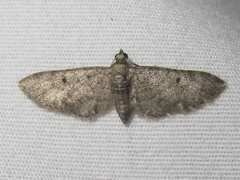 Eupithecia jejunata