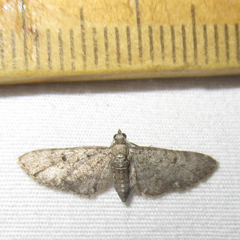 Eupithecia jejunata