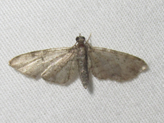 Eupithecia jejunata