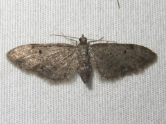 Eupithecia jejunata