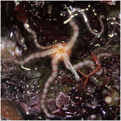 Ophiothrix spiculata image